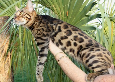 Bengal Cat breeders in Florida