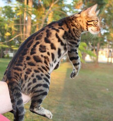 Beautiful Bengal Cats for sale in Florida