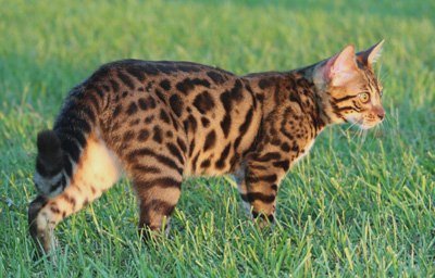 Beautiful Bengal Cats in Florida