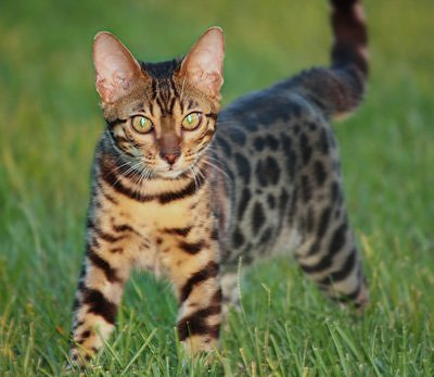 Beautiful Bengal Cats in Florida