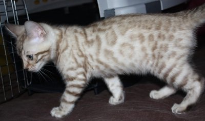 seal lynx. seal mink snow leopard kittens for sale in FL