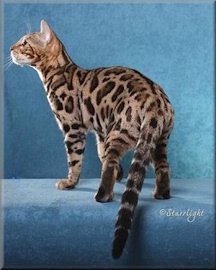 bengal cats with rosettes