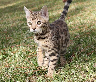 bengal cats with rosettes