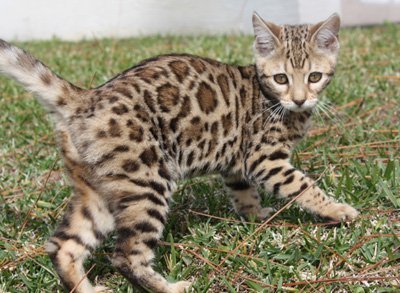 bengal cats with rosettes