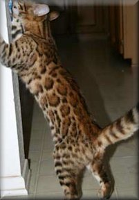 bengal cats with rosettes