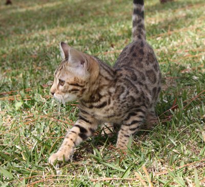 bangel kittens in S FL