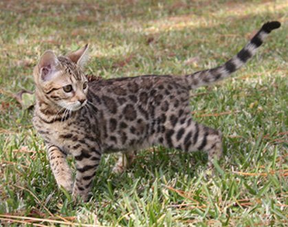 bengals in s FL