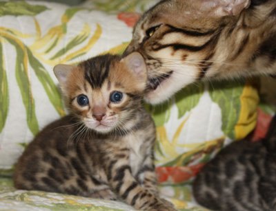 bengal cat bengal kittens for sale in FL