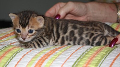 bengal cat bengal kittens for sale in FL