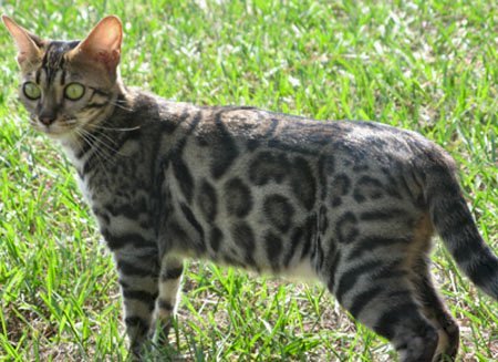 Filial bengals in S FL