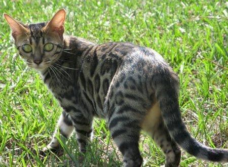 bangel kitens in S Florida
