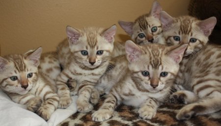 snow leopard bengal kitens for sale in FL