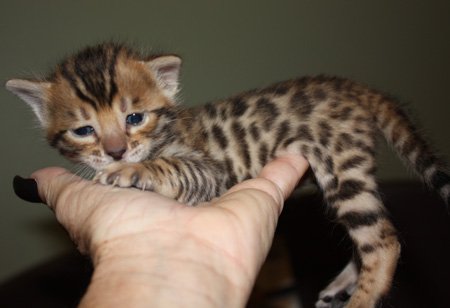 bengal kittens for sale in FL