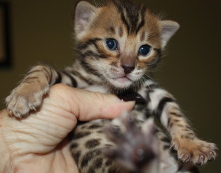 bengal kittens for sale in FL