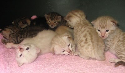 bengal kittens for sale in south FL