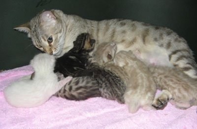 bengal kittens for sale in south FL