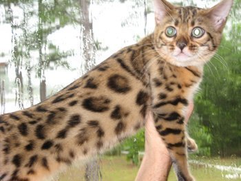 bengal kittens in Orlando Florida  West Palm Beach Florida  Ocala Florida  Miami Florida  Tampa Florida  Sarasota Florida