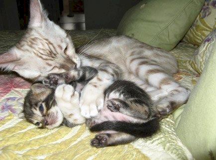 seal lynx poiint and marbled bengals for sale