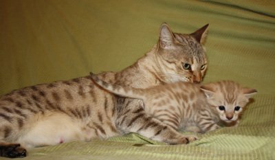 Seal Mink snow leopard bengal kittens