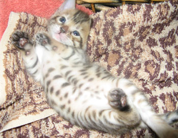 Bengal CAt breeder in south FL