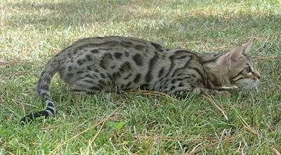 wild looking bengal cats