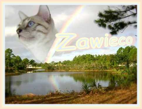 Bengal kittens for sale in south Florida