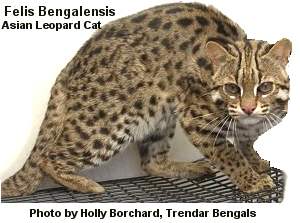 Asian Leopard Cat Photo by Holly Borchard, Trendar Bengals