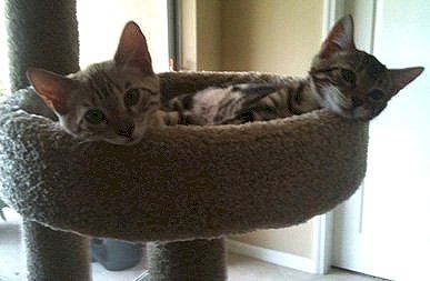 sweet plauful bengal pets