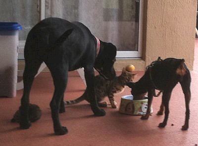 dogs and Bengal Cats