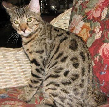 Bengal kitetns make great pets in central FL