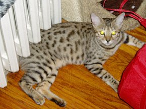 Bengal Pets