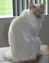 Pet Cats