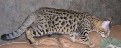 pet bengals