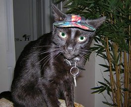pet cats