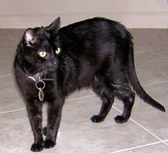 pet cats