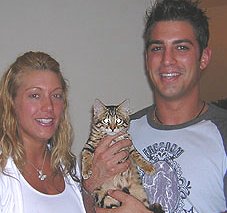 bengal kittens