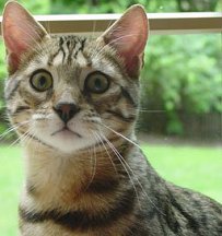 Pet Bengal Kittens