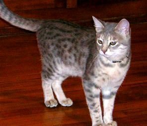 pet Bengal