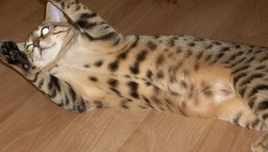 Bengals as Pets