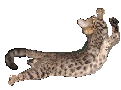 snow leopard bengal kittens for sale