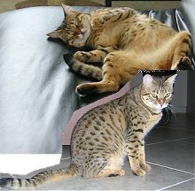 pet Bengals