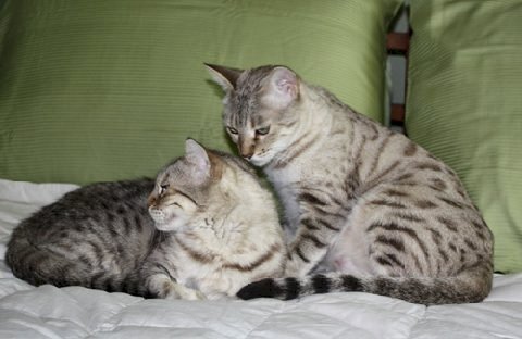 retired bengal queen