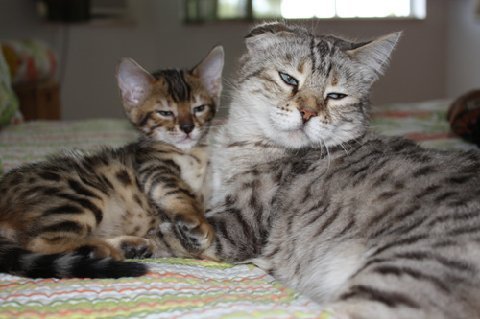 retired Bengal queen