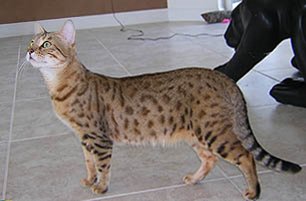 Lala Luna, female Bengal Cat
