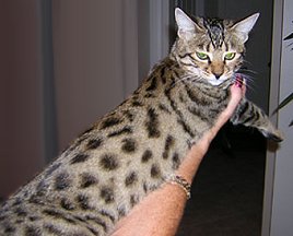 Mikita