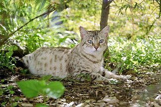 ZawieCo Bengqa Cats