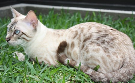 snow leopars bengal cats