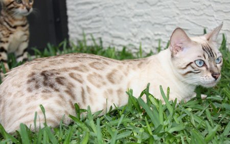 snow leopars bengal cats