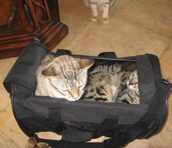 friendly bengal kittens