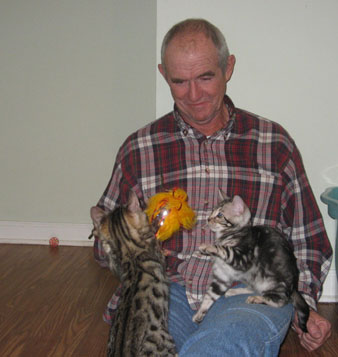 friendly bengal kittens